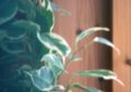 Pinholeplant.jpg